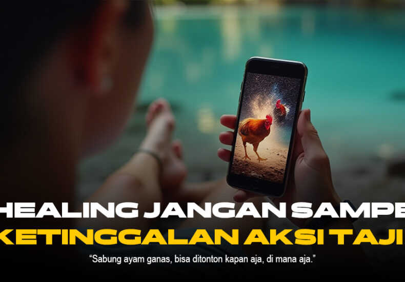 Mengenal Ayam Bangkok: Raja Sabung Ayam di SV388