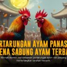 Mengenal Ayam Bangkok: Raja Sabung Ayam dengan Odds Terbaik di SV388