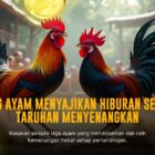 Kehebatan Ayam Bangkok: Raja Sabung Ayam yang Tak Tertandingi