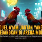 Rahasia Odds Sabung Ayam SV388 dan Cara Menang