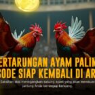 Mengulik Ayam Bangkok: Raja Sabung Ayam Modern