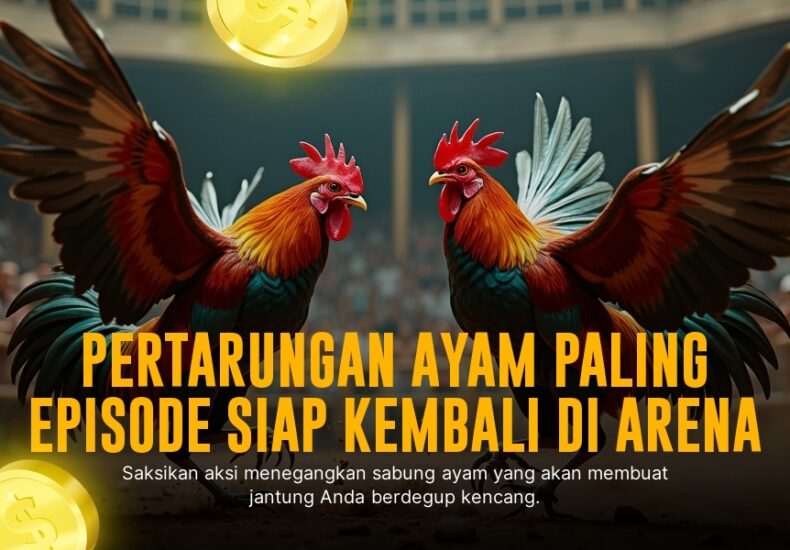 Mengulik Ayam Bangkok: Raja Sabung Ayam Modern