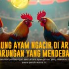 Mengenal Ayam Bangkok: Raja Sabung Ayam dengan Odds Terbaik