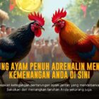 Jenis Ayam Bangkok Aduan yang Wajib Kamu Ketahui