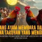 Oddst Terbaik SV388 dalam Sabung Ayam Online