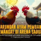 Mengenal Jenis Ayam Bangkok di Sabung Ayam SV388