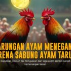 Mengenal Ayam Bangkok: Raja Sabung Ayam di SV388