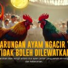 Membongkar Rahasia Ayam Bangkok dalam Sabung Ayam SV388