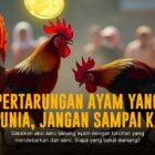Mengenal Ayam Bangkok: Raja Sabung Ayam Paling Ditakuti
