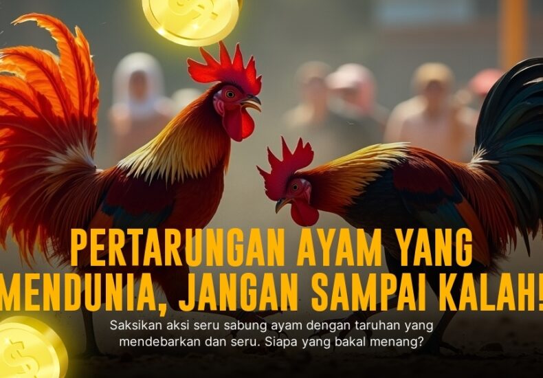 Mengenal Ayam Bangkok: Raja Sabung Ayam Paling Ditakuti